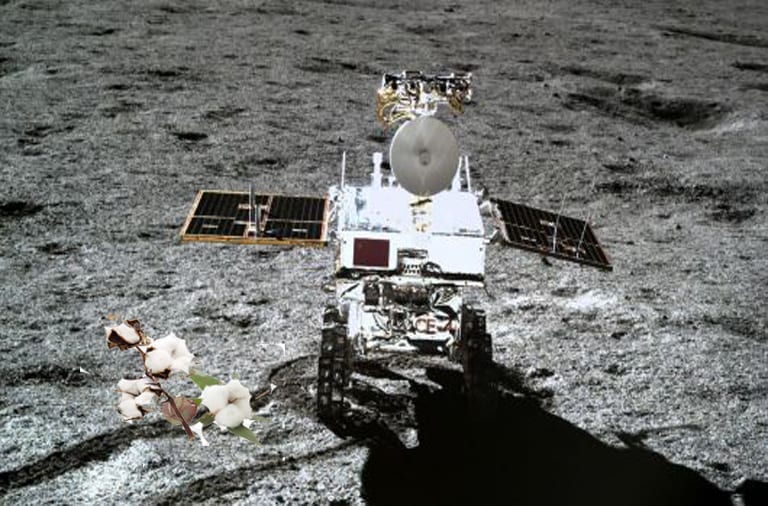 china grows cotton on moon