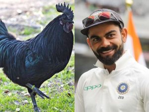 Team india advises to eat kadaknath 