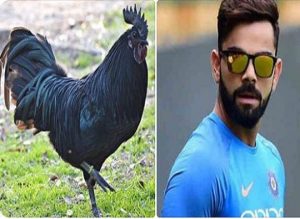 Team india advises to eat kadaknath 