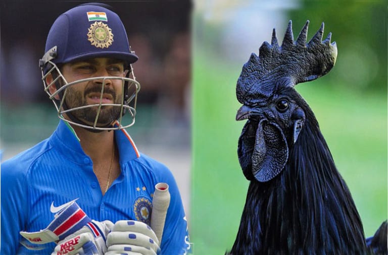 Team india advises to eat kadaknath
