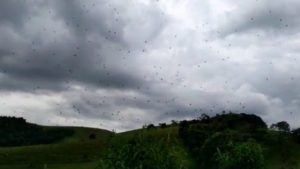 spider rain brazil