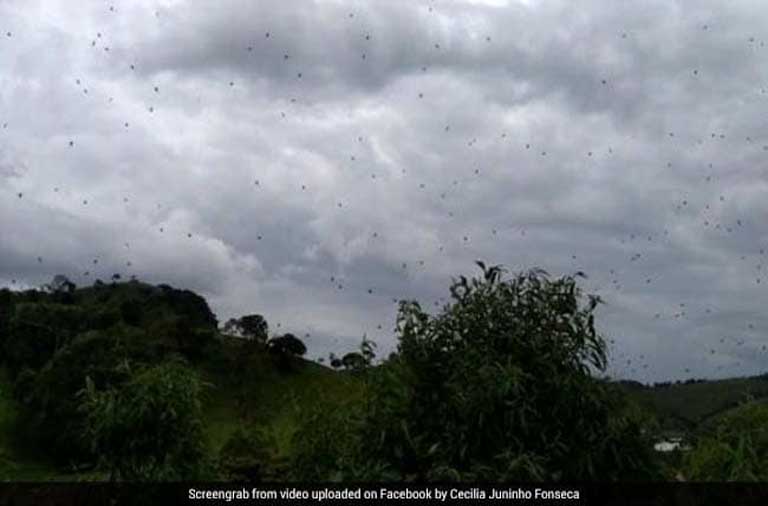 spider rain brazil