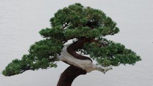 400-Year-Old Bonsai Stolen