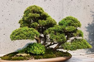 400-Year-Old Bonsai Stolen