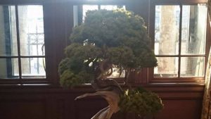 400-Year-Old Bonsai Stolen