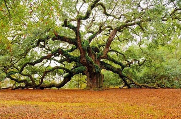 400-Year-Old Bonsai Stolen