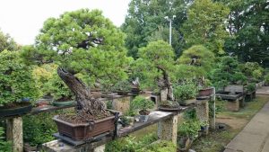 400-Year-Old Bonsai Stolen