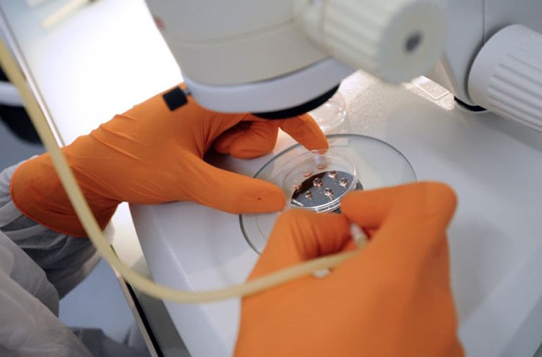 Kidneys grown in rat embryos