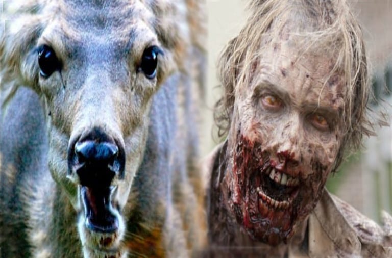 Zombie deer