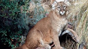 man killed lion