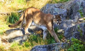 man killed lion