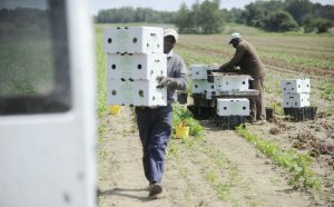 Canada Agri-Food industry immigration