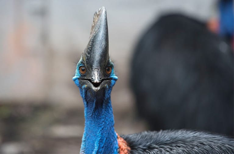 Florida cassowary attack