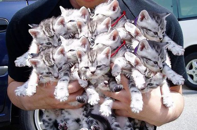 /300-cats-rescued-from-apartment