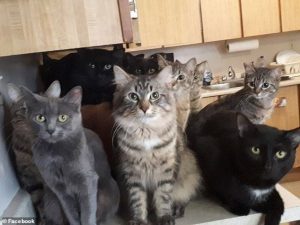 /300-cats-rescued-from-apartment