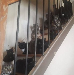 /300-cats-rescued-from-apartment