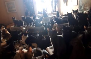/300-cats-rescued-from-apartment