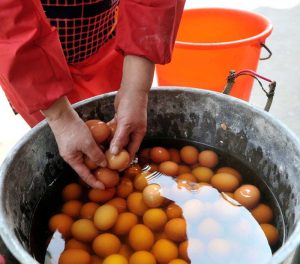 egg boiled in urine