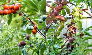 Tree of 40 Fruits