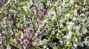 Tree of 40 Fruits